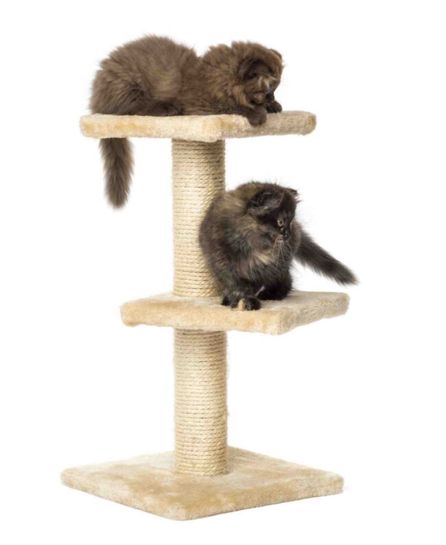 Quelle hauteur d'arbre à chat pour un chaton ?